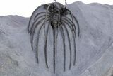 Double Heliopeltis Trilobite Specimen - Very Rare, Spiny Species #359155-8